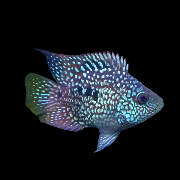 Short Body Green Texas Cichlid Herichthys Carpintis - 10cm - Real Aquatics