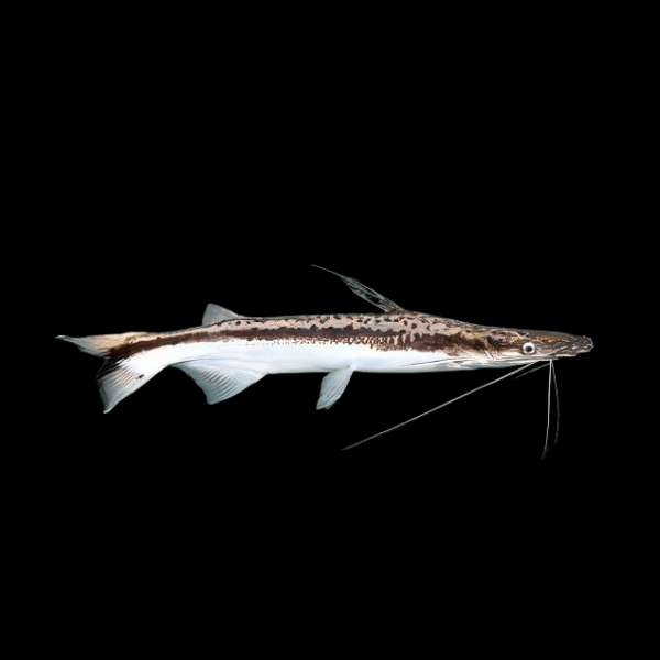 Shovelnose Catfish Sorubim Lima 10cm - Real Aquatics