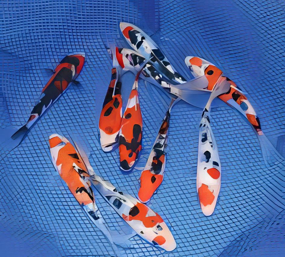 Showa Grade A Koi Carp Cyprinus Carpio - Real Aquatics