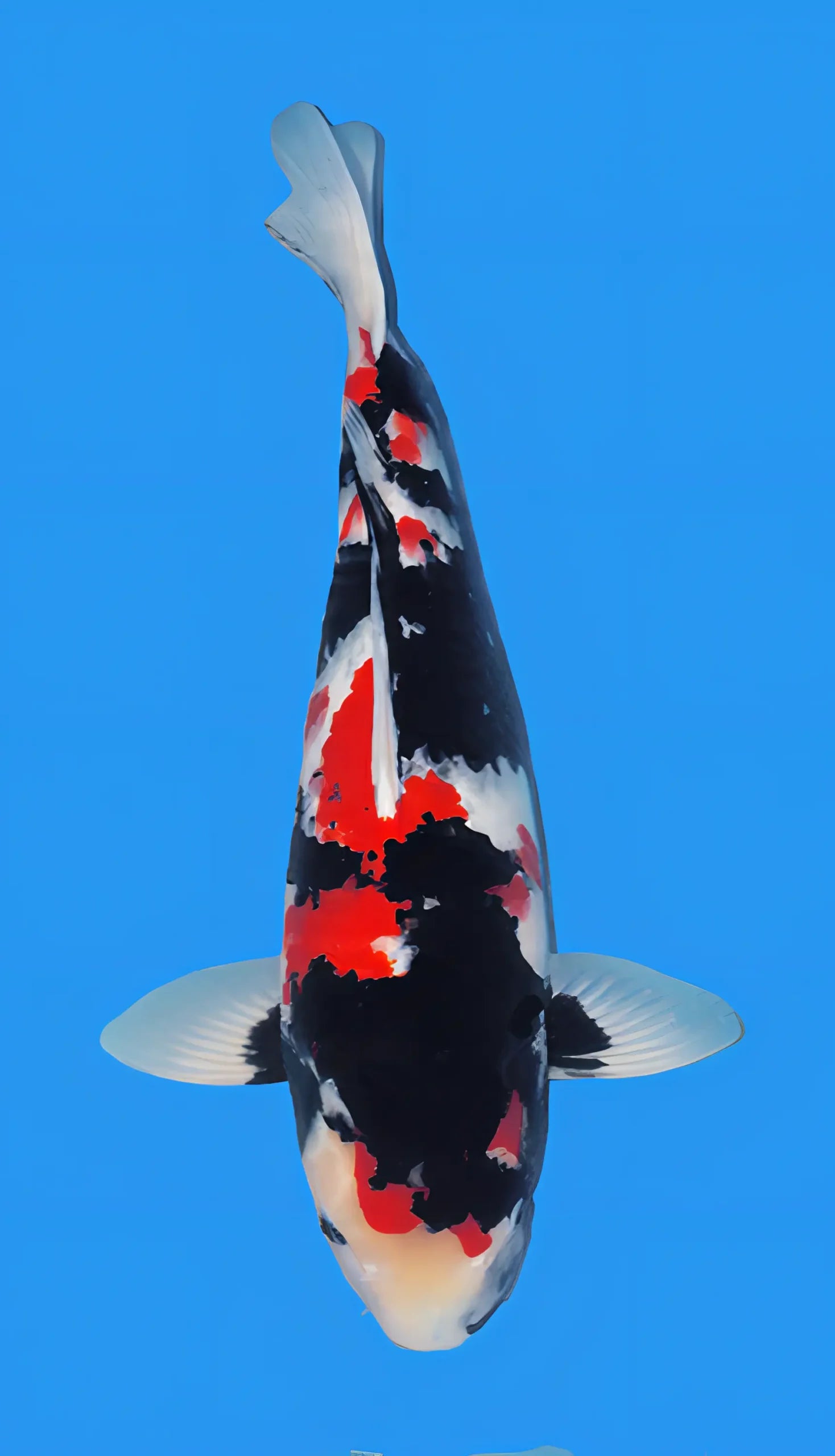 Showa Grade A Koi Carp Cyprinus Carpio - Real Aquatics