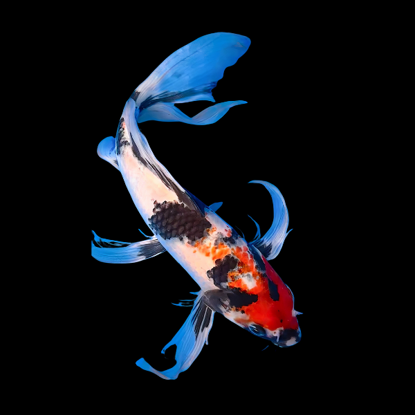 Showa Butterfly Japanese Koi Carp Cyprinus Carpio - Real Aquatics