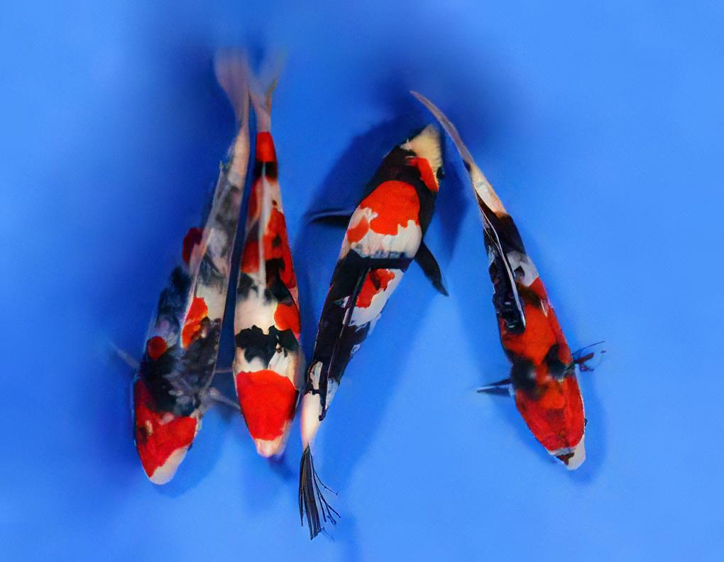 Showa Grade A Koi Carp Cyprinus Carpio - Real Aquatics