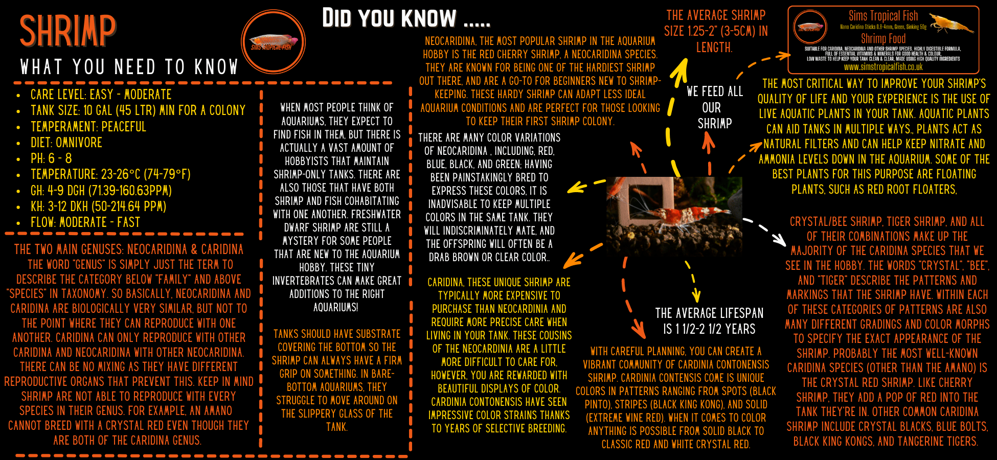 Amano Yamato Shrimp Caridina Multidentata 3cm - Real Aquatics