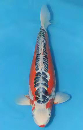 Shusui Japanese Koi Carp Cyprinus Carpio - Real Aquatics
