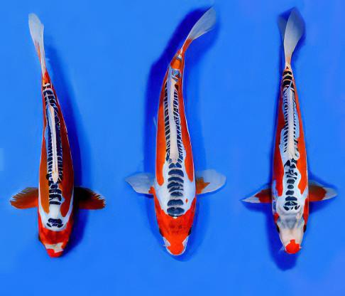 Shusui Japanese Koi Carp Cyprinus Carpio - Real Aquatics