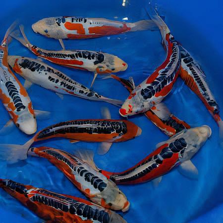 Shusui Japanese Koi Carp Cyprinus Carpio - Real Aquatics