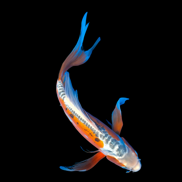 Shusui Butterfly Grade A Koi Carp Cyprinus Carpio - Real Aquatics