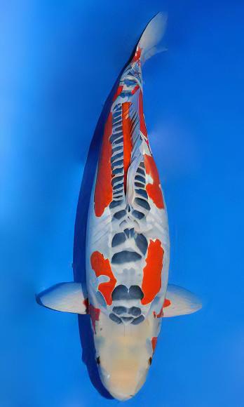 Shusui Japanese Koi Carp Cyprinus Carpio - Real Aquatics