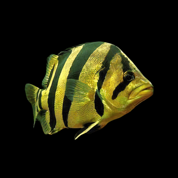 Siamese Tiger Fish Mekong Tiger Perch Datnoid Coius Undecimradiatus 5cm - Real Aquatics
