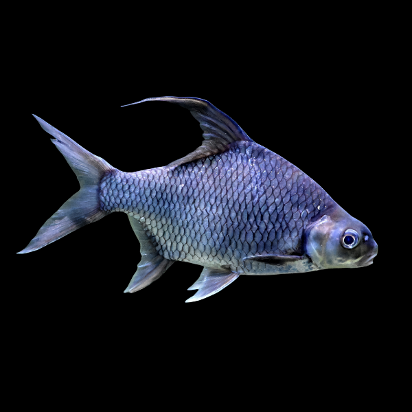 Sicklefin Barb Puntioplites Falcifer - 8cm - Real Aquatics