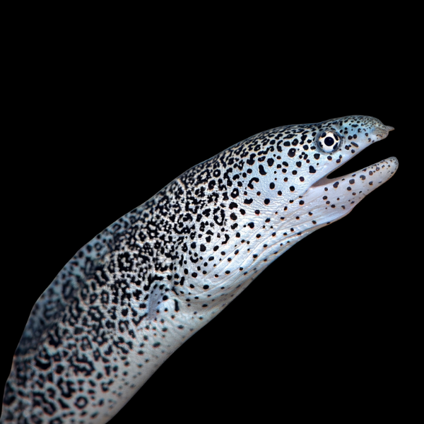 Sideria Eel Sideria Picta - Real Aquatics