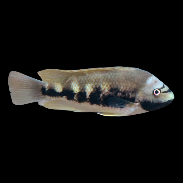 Siebold's Cichlid Talamancaheros Sieboldii - 5cm - Real Aquatics