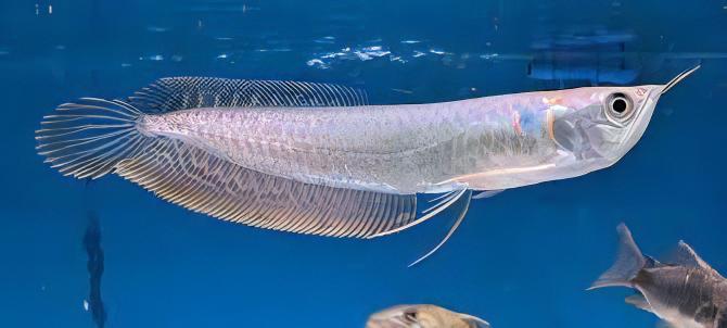 Silver Arowana Osteoglossum Bicirrhosum 10cm - Real Aquatics
