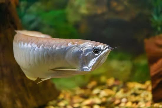 Silver Arowana Osteoglossum Bicirrhosum 10cm - Real Aquatics