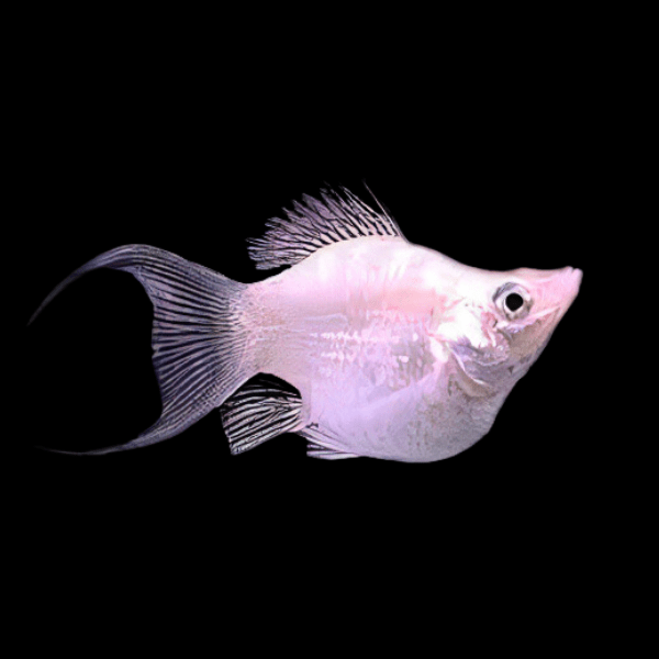 Silver Balloon Molly Fish Poecilia Sphenops 3cm - Real Aquatics