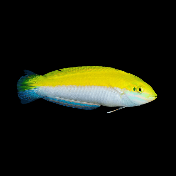 Silver Belly Banana Wrasse Halichoeres Leucoxanthus - Real Aquatics