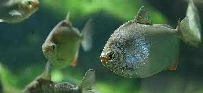 Silver Dollar Metynnis Argenteus 5cm - Real Aquatics