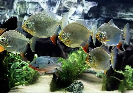 Silver Dollar Metynnis Argenteus 5cm - Real Aquatics