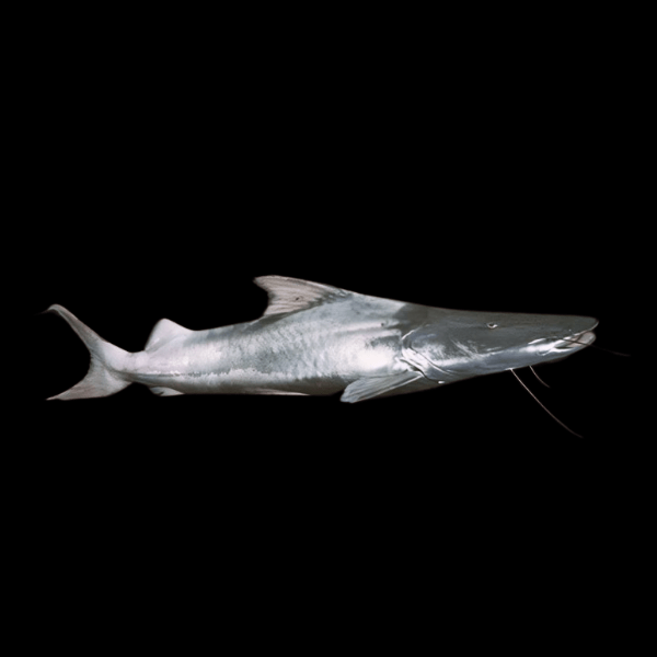 Gilded Silver Dorado Flavicans Catfish Brachyplatystoma Rousseauxii 10cm - Real Aquatics