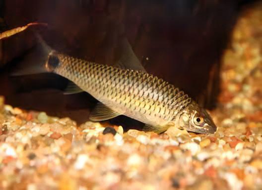 Silver Flying Fox Crossocheilus Reticulatus 4cm - Real Aquatics