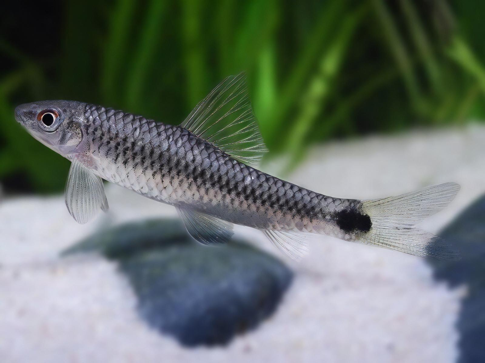 Silver Flying Fox Crossocheilus Reticulatus 4cm - Real Aquatics