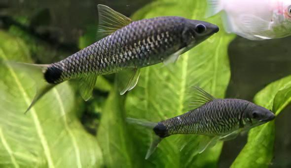 Silver Flying Fox Crossocheilus Reticulatus 4cm - Real Aquatics