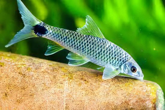 Silver Flying Fox Crossocheilus Reticulatus 4cm - Real Aquatics
