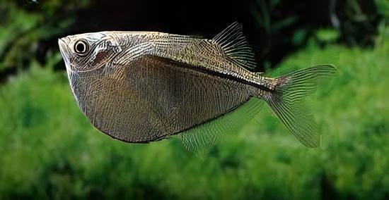 Silver Hatchet Fish Gasteropelecus Sternicla 4cm - Real Aquatics