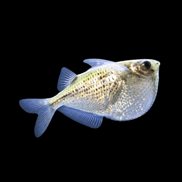 Silver Hatchet Fish Gasteropelecus Sternicla 4cm - Real Aquatics