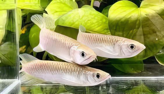 Silver Jardini Pearl Arowana Scleropages Jardini 15cm - Real Aquatics