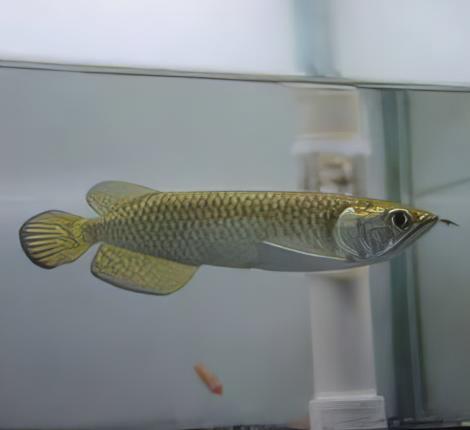 Silver Jardini Pearl Arowana Scleropages Jardini 15cm - Real Aquatics