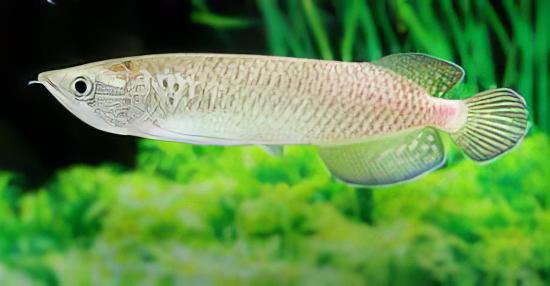 Silver Jardini Pearl Arowana Scleropages Jardini 15cm - Real Aquatics