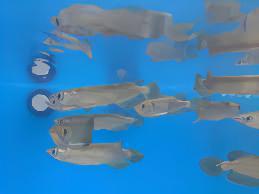 Silver Jardini Pearl Arowana Scleropages Jardini 15cm - Real Aquatics