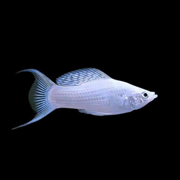 Silver Lyretail Molly Poecilia Sphenops 3cm - Real Aquatics