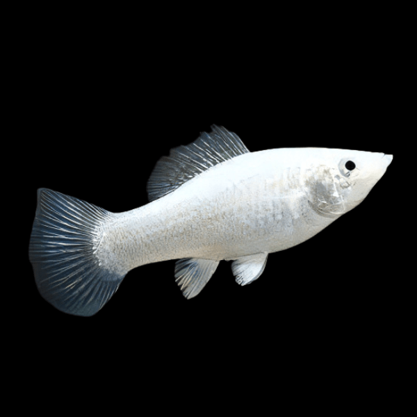 Silver Molly Poecilia Sphenops 3cm - Real Aquatics