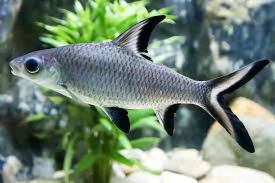 Assorted Freshwater Sharks 5cm - Real Aquatics