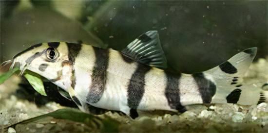Silver Striped Loach Botia Histrionica 4cm - Real Aquatics