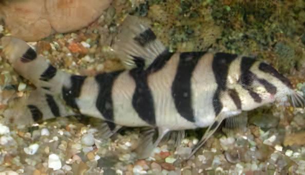 Silver Striped Loach Botia Histrionica 4cm - Real Aquatics