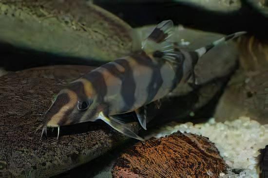 Silver Striped Loach Botia Histrionica 4cm - Real Aquatics