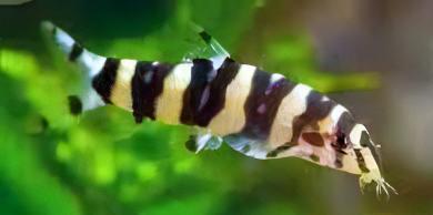 Silver Striped Loach Botia Histrionica 4cm - Real Aquatics
