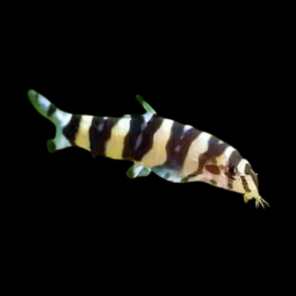 Silver Striped Loach Botia Histrionica 4cm - Real Aquatics
