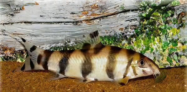 Silver Striped Loach Botia Histrionica 4cm - Real Aquatics
