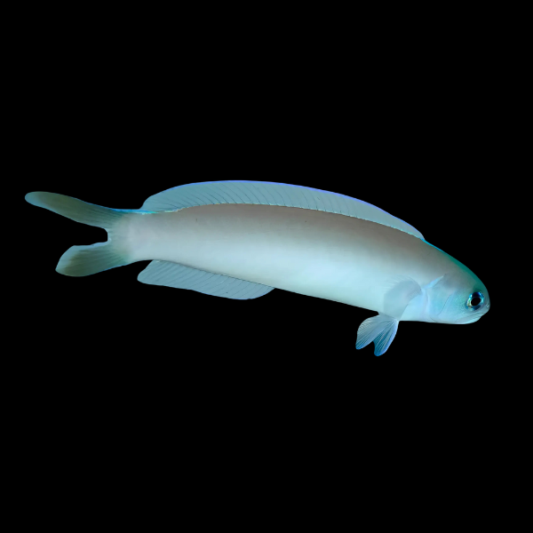 Silver Tile Goby Hoplolatilus Cuniculus - Real Aquatics