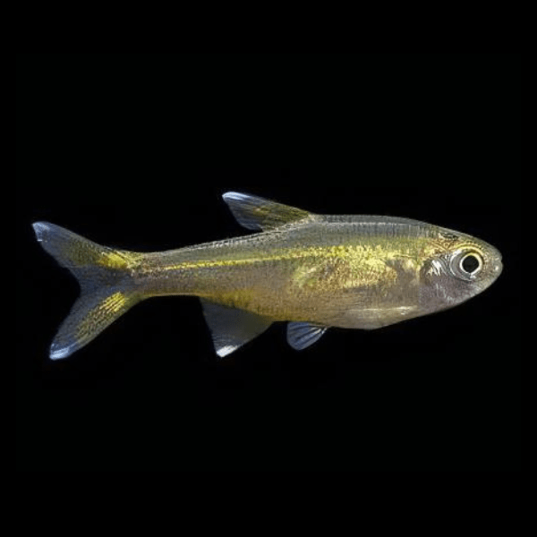 Silver Tip Tetra Hasemania Nana 2cm - Real Aquatics