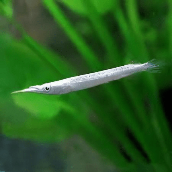 Silver Wrestling Halfbeak Dermogenys Pusilla 3cm - Real Aquatics