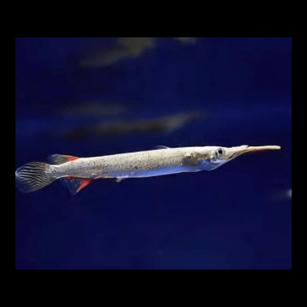 Silver Wrestling Halfbeak Dermogenys Pusilla 3cm - Real Aquatics