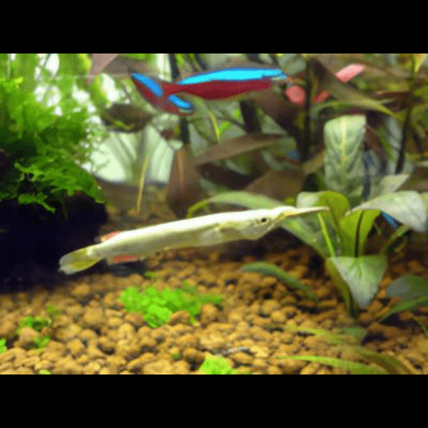 Silver Wrestling Halfbeak Dermogenys Pusilla 3cm - Real Aquatics