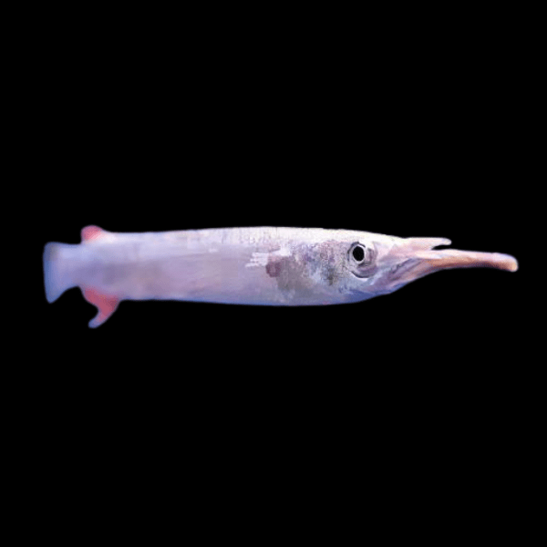 Silver Wrestling Halfbeak Dermogenys Pusilla 3cm - Real Aquatics