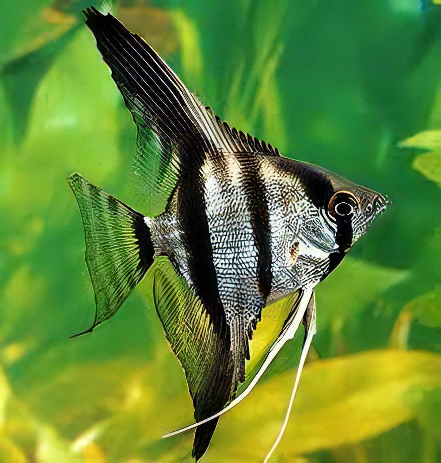 Silver Angelfish Pterophyllum Scalare - Real Aquatics