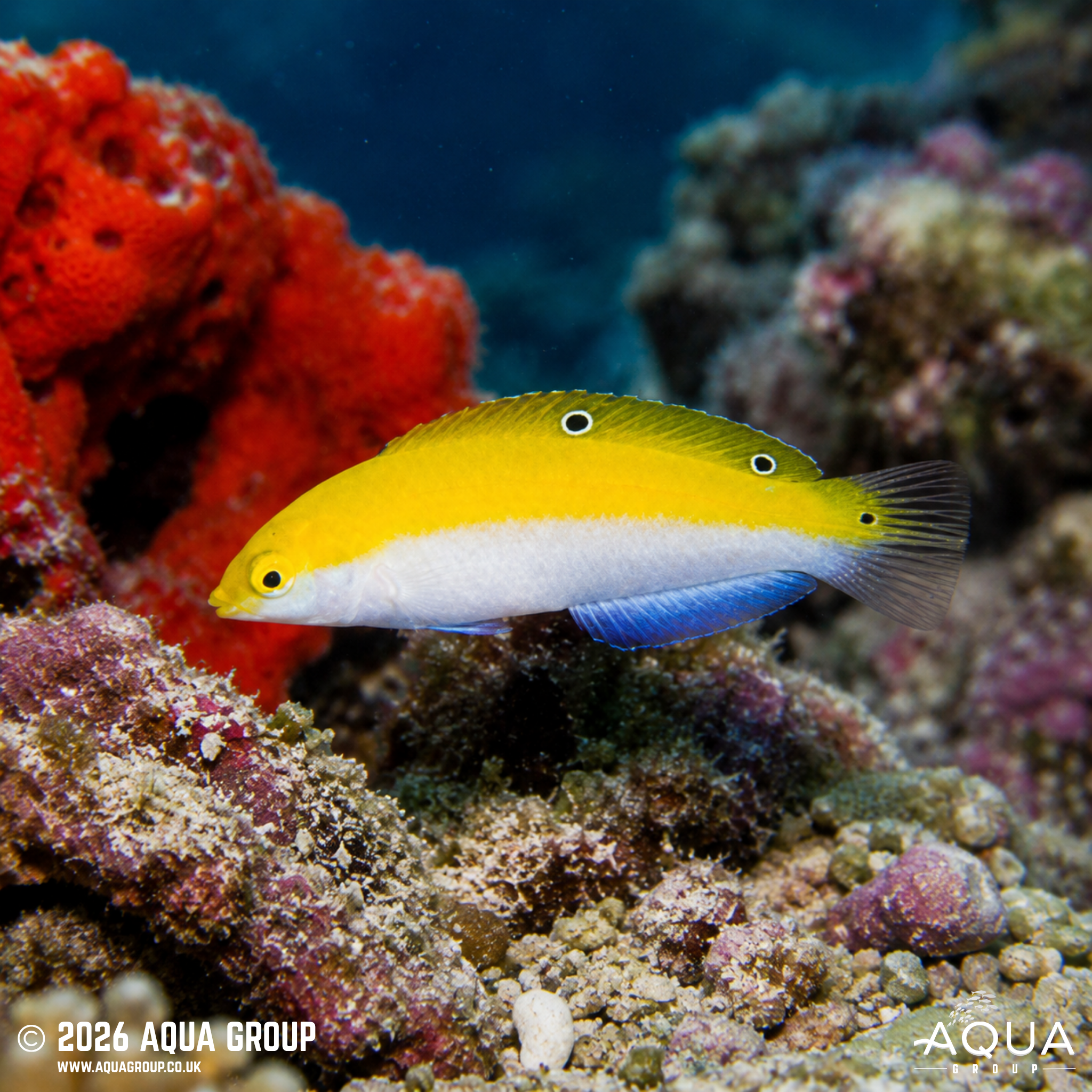Canary Top Wrasse (Halichoeres leucoxanthus)